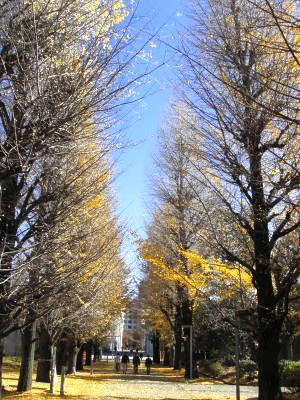 東京大学教養学部の銀杏並木