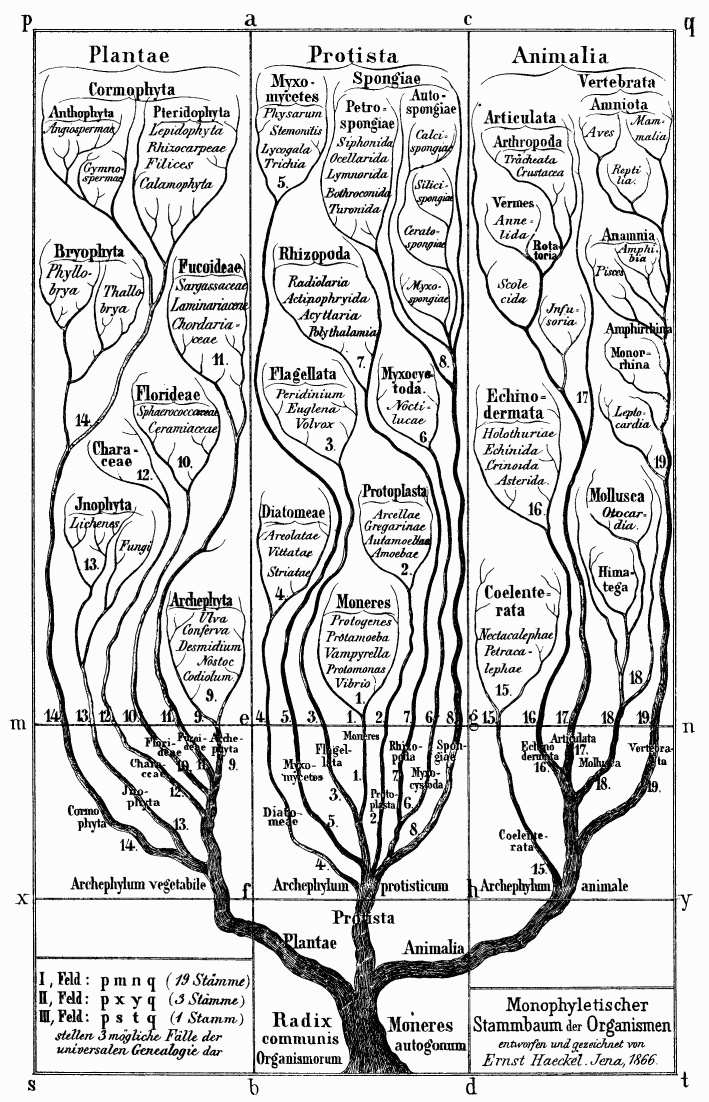 19世紀のドイツの生物学者エルンスト・ヘッケルが描いた生物の系統樹。『系統樹曼荼羅』の23ページにも同じ図がある。